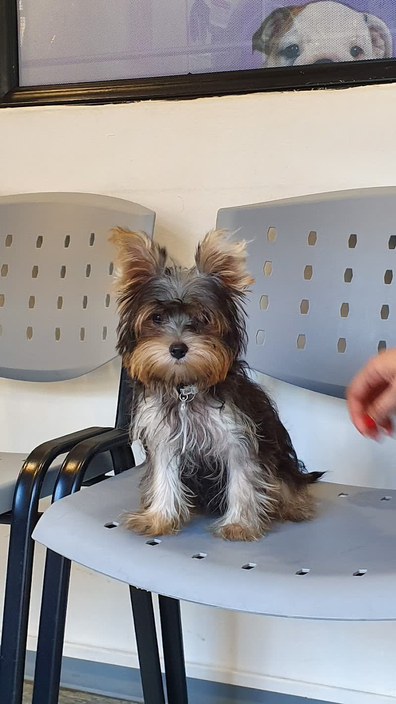 Yorkie esperando en la sala de espera de Veterinaria Monroe